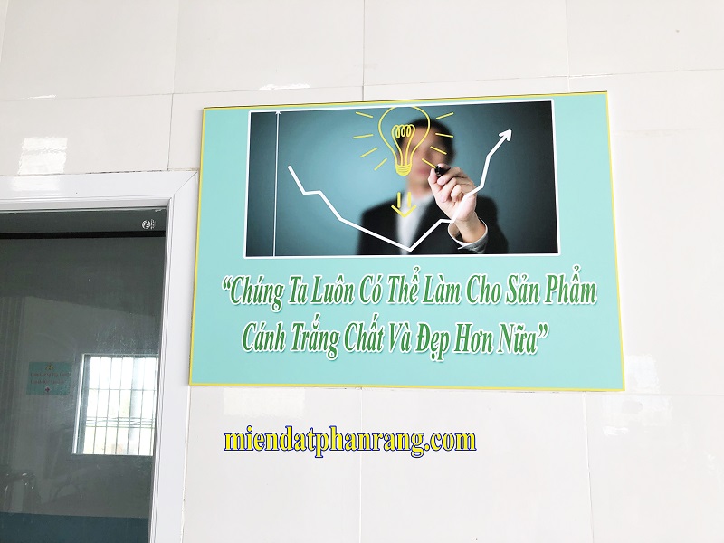 Mủ trôm cánh trắng